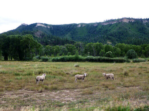 Sheep in Pagosa Springs