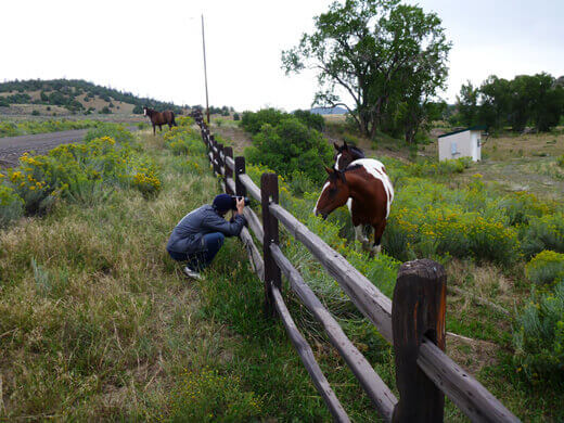 Sweet horses in Pagosa Springs