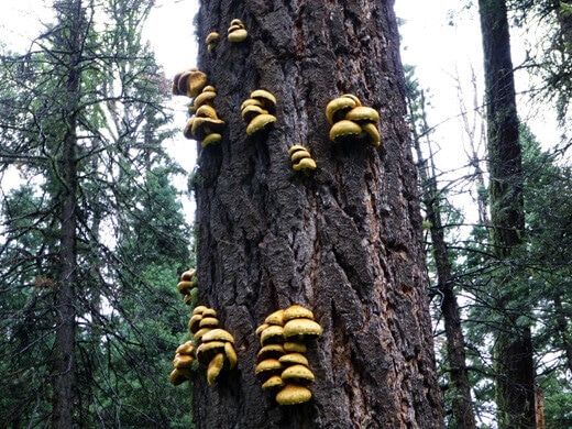 WIld mushrooms