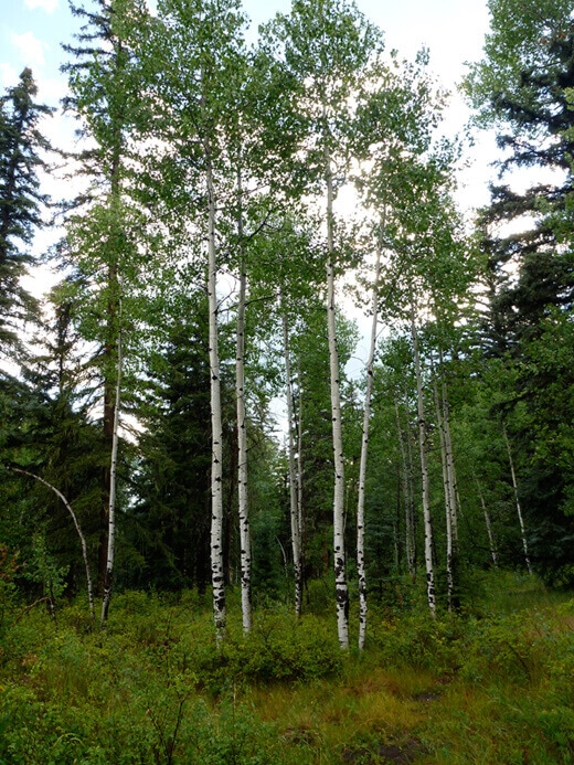 Grove of quaking aspen trees