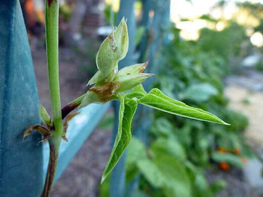 New leaves on yardlong bean plant