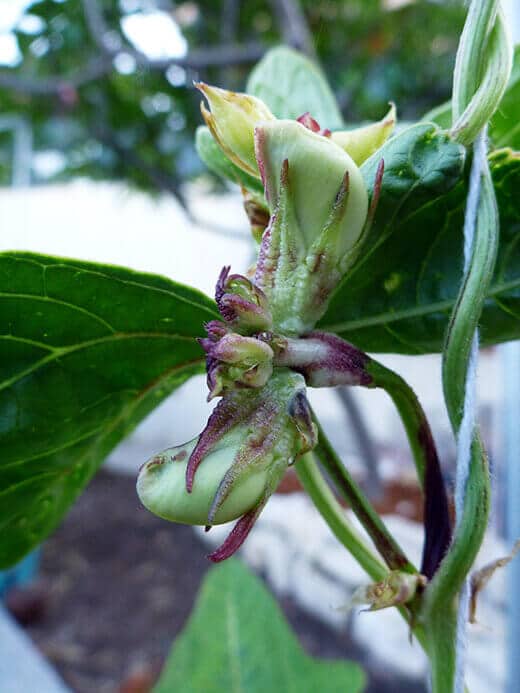 Chinese Red Noodle bean blossom