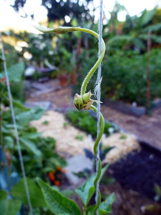 Chinese Red Noodle vine