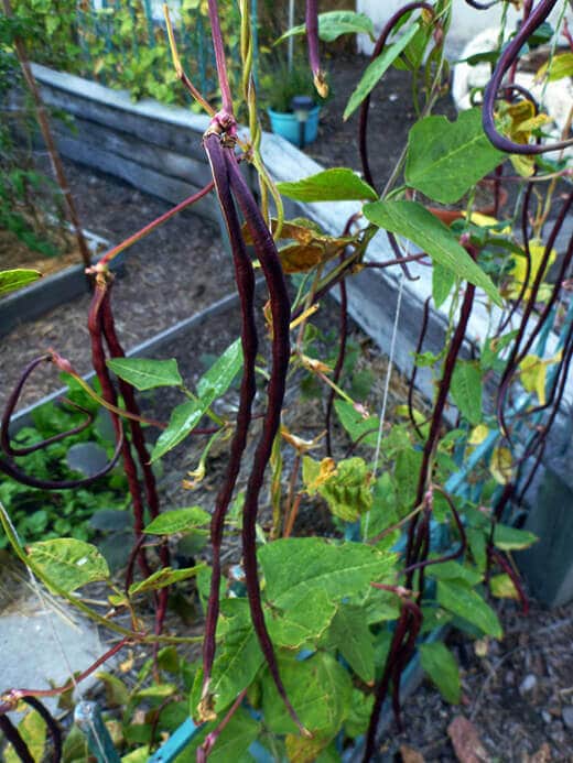 Chinese Red Noodle yardlong beans