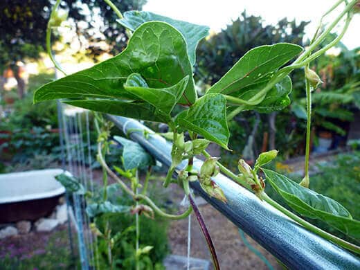 Chinese Red Noodle vines climbing over a trellis