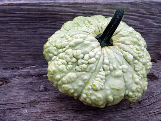 Warty French scallop squash