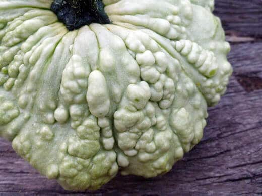 Warty French scallop squash