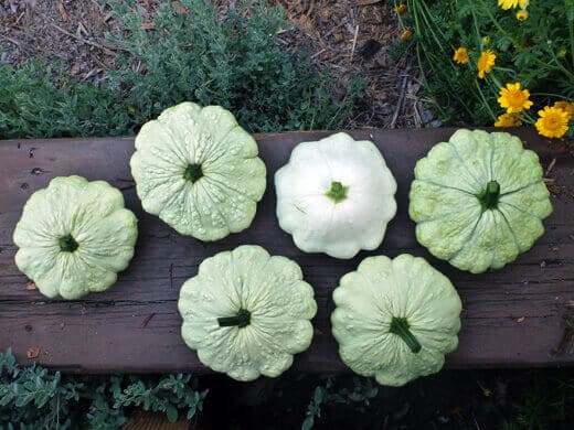 Summer squashes