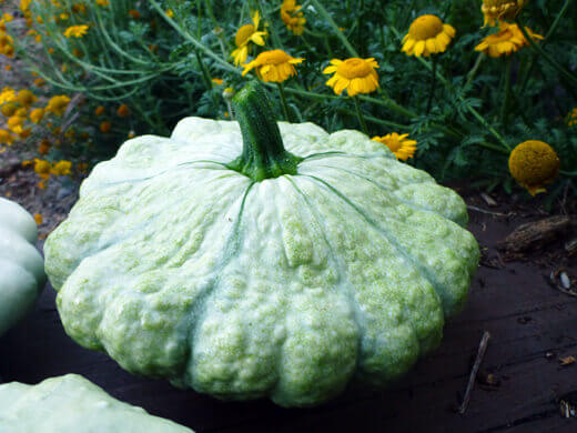 French scallop squash