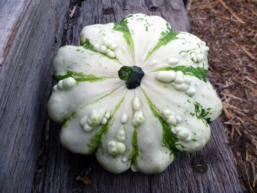 Warted pattypan squash