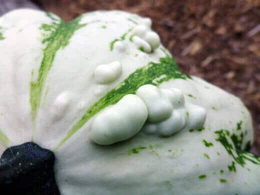 Warted pattypan squash