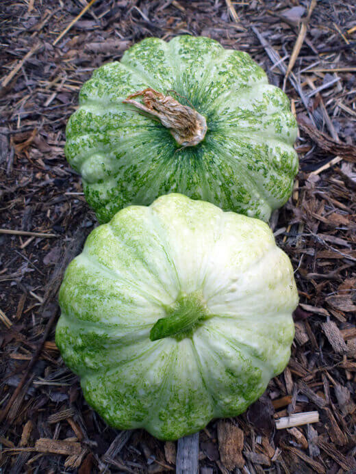 French scallop summer squash