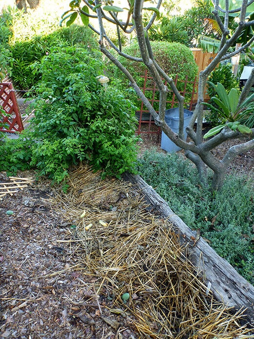 Pulling out the last tomato plants