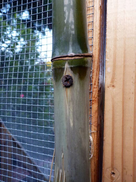 Weathered bamboo stalk