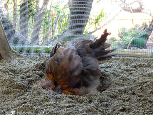 Dust bathing in the sand
