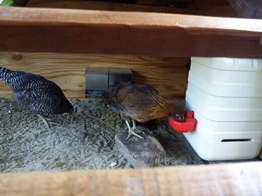 Drinking from the waterer