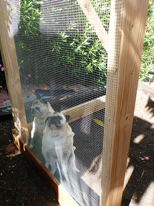 Forepugs overseeing the project