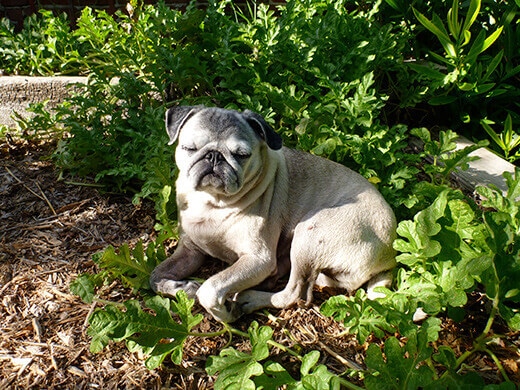 Forepug sleeping on the job