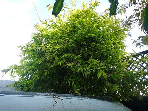 Bamboo screen in our yard