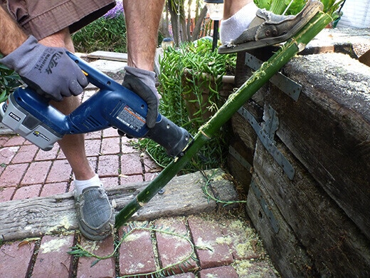 Sawing a bamboo stalk in half