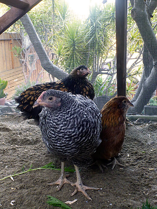 I have backyard chickens