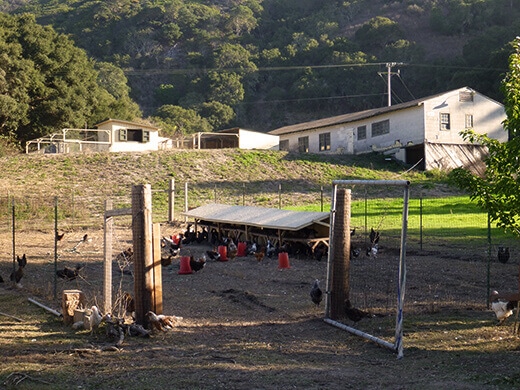 Free-ranging chickens