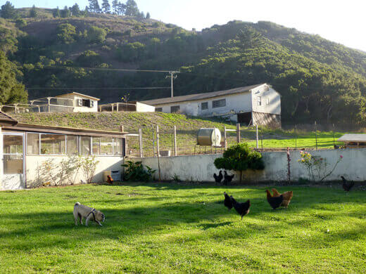 Our pug playing with the chickens