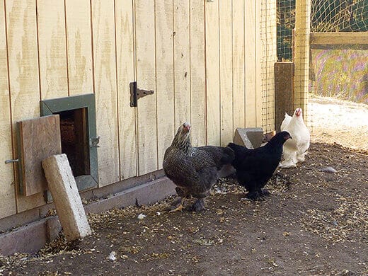 Free-range chickens