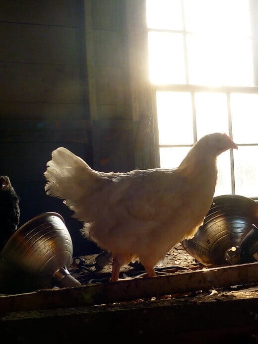 Pullet