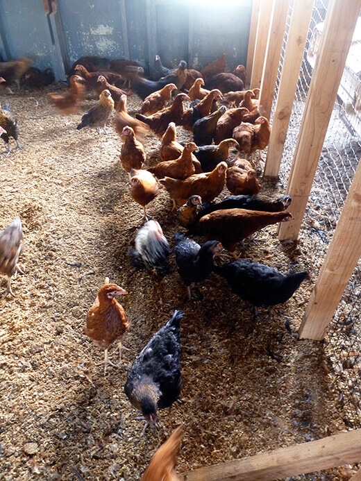 Pullets