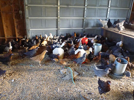 Pullets of all breeds