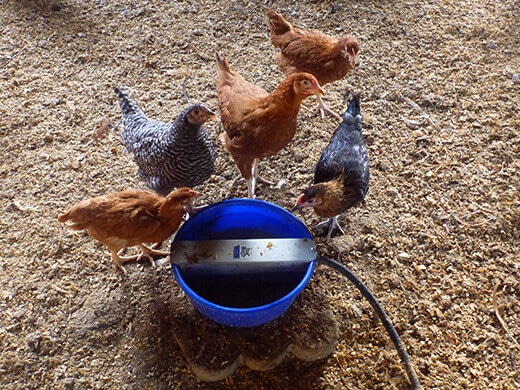 Pullets