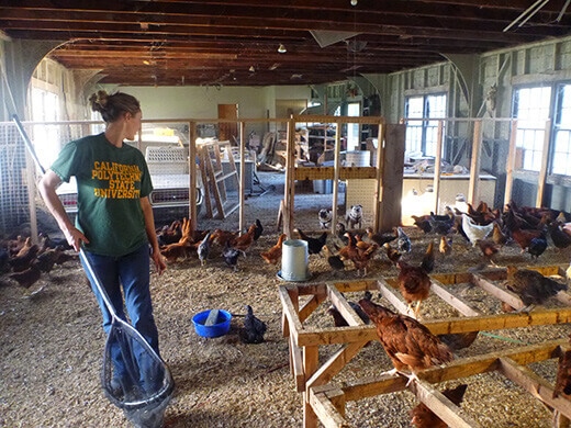 Choosing our pullets
