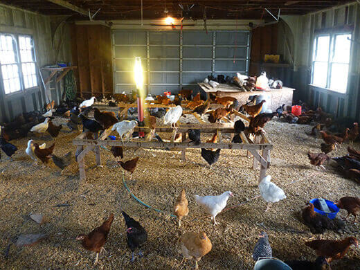 Pullets inside a pen