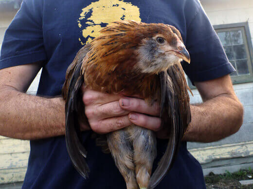 Gisele, our Easter Egger