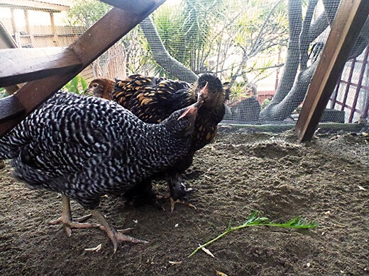 Happy and healthy hens