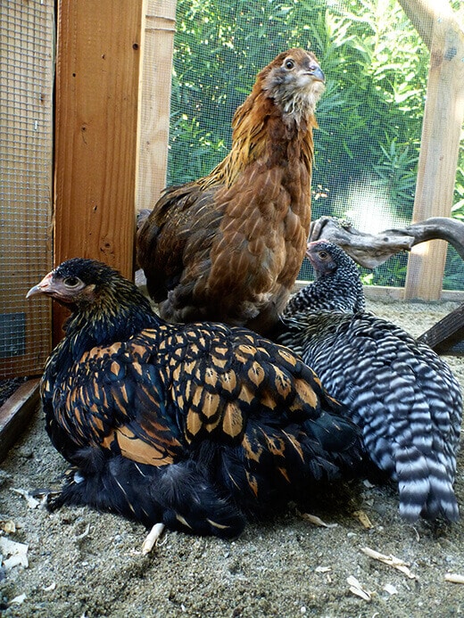 Happy and healthy hens
