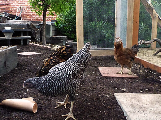 Foray into the garden