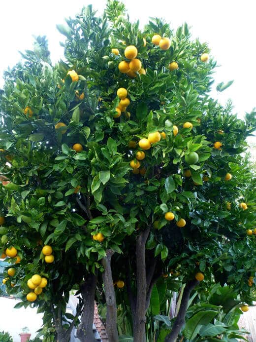 Valencia orange tree