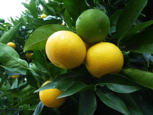 Valencia oranges in various stages of ripeness