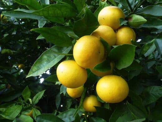 Nearly ripe Valencia oranges