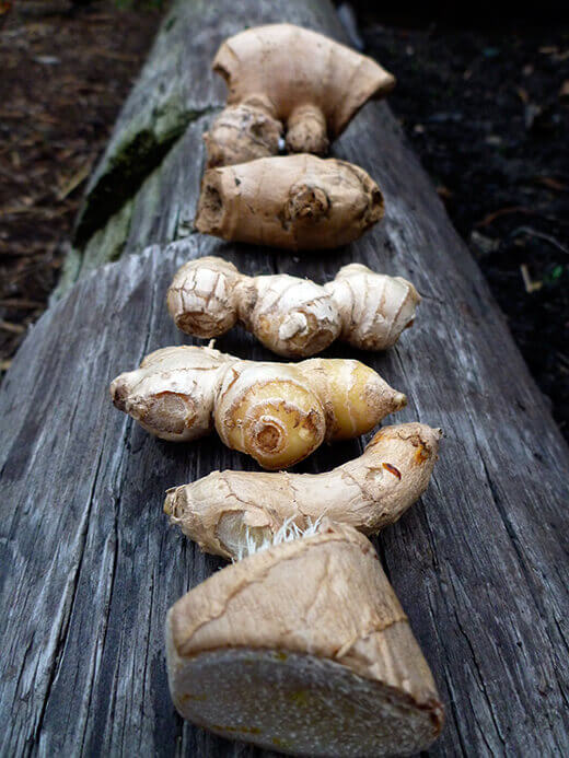 First ginger harvest