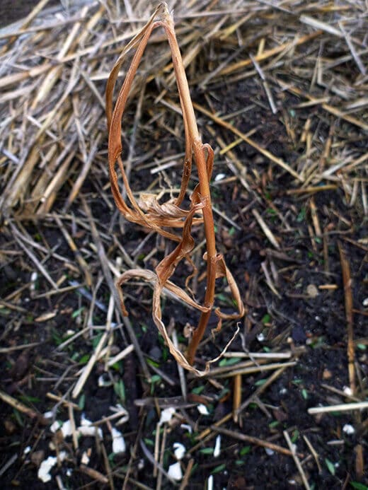 Ginger foliage dying back naturally in late fall to early winter
