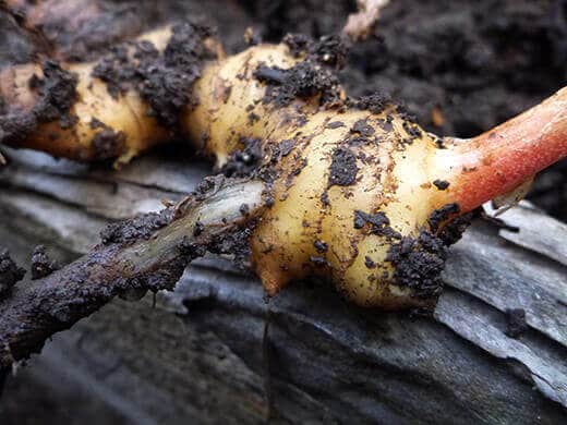 Freshly harvested ginger