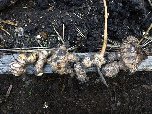 Freshly harvested ginger