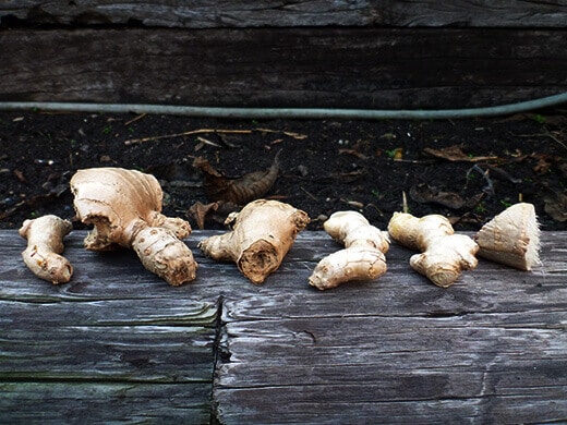 Ginger harvest all cleaned up