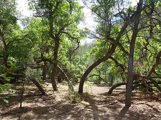 A neat grove of trees
