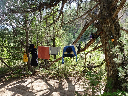 Tree turned clothesline