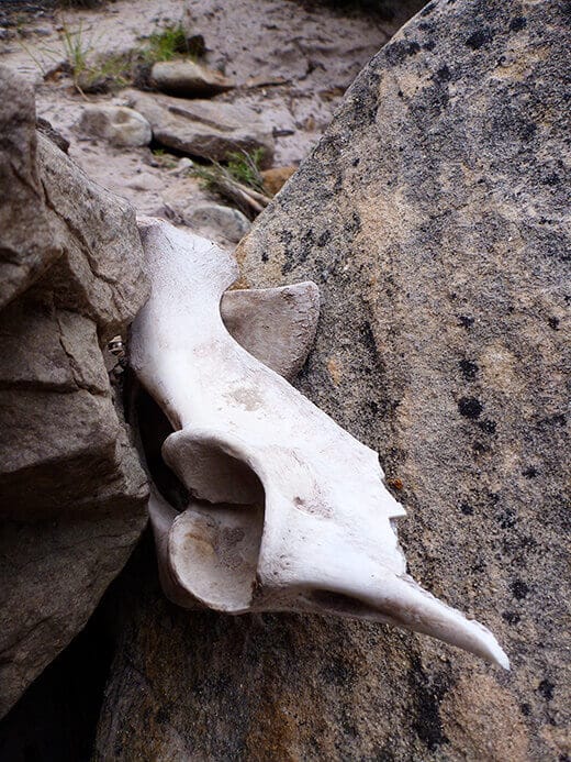Mysterious bone fragments