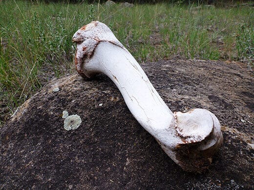 Mysterious bone fragments